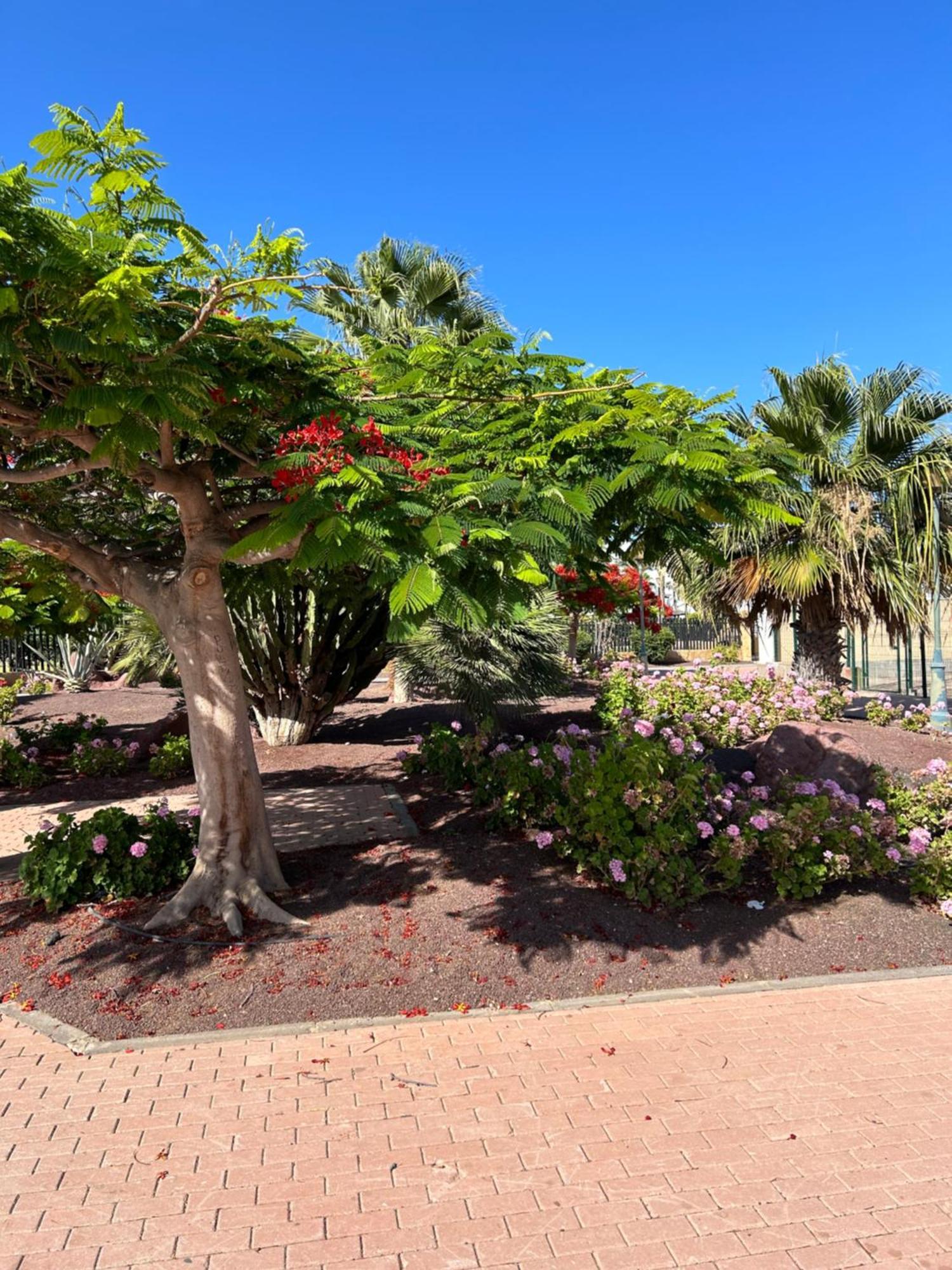 Honey Bunch Apartment Caleta De Fuste Exterior photo